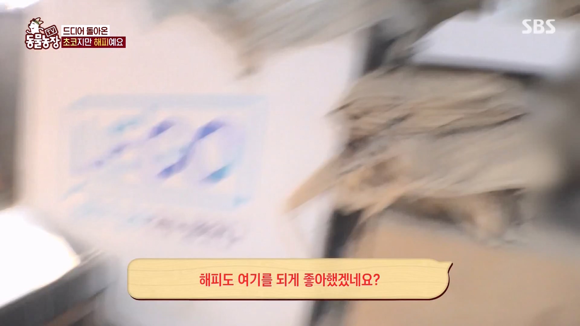 TV 동물농장.E1161.240303p-NEXT.mp4_20240303_172300.144.jpg
