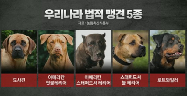 맹견