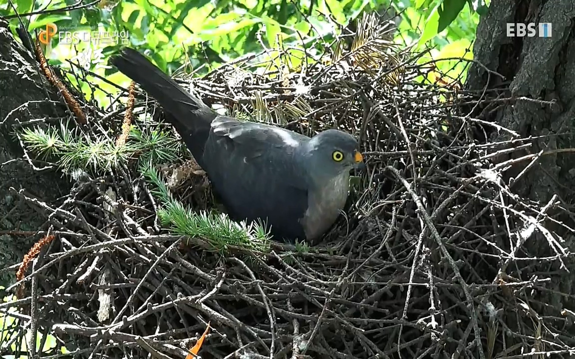 생존 3부_ EBS 다큐프라임_ 220629.avi_20220701_205948.929.jpg