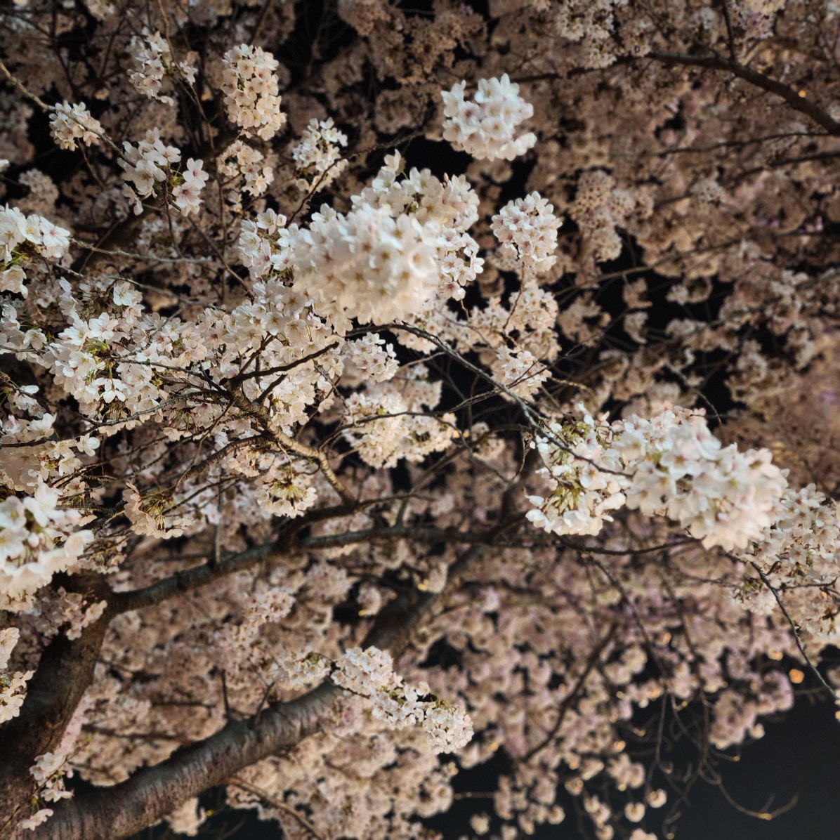 경주-보문단지-벚꽃나무