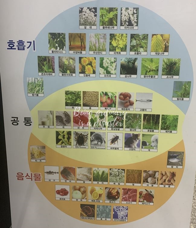 알레르기 원인