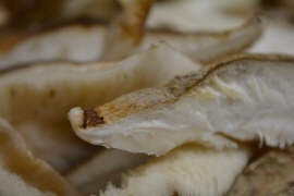고지혈증-표고버섯