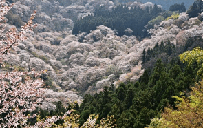 화담숲 예매·예약·주차 완벽 가이드