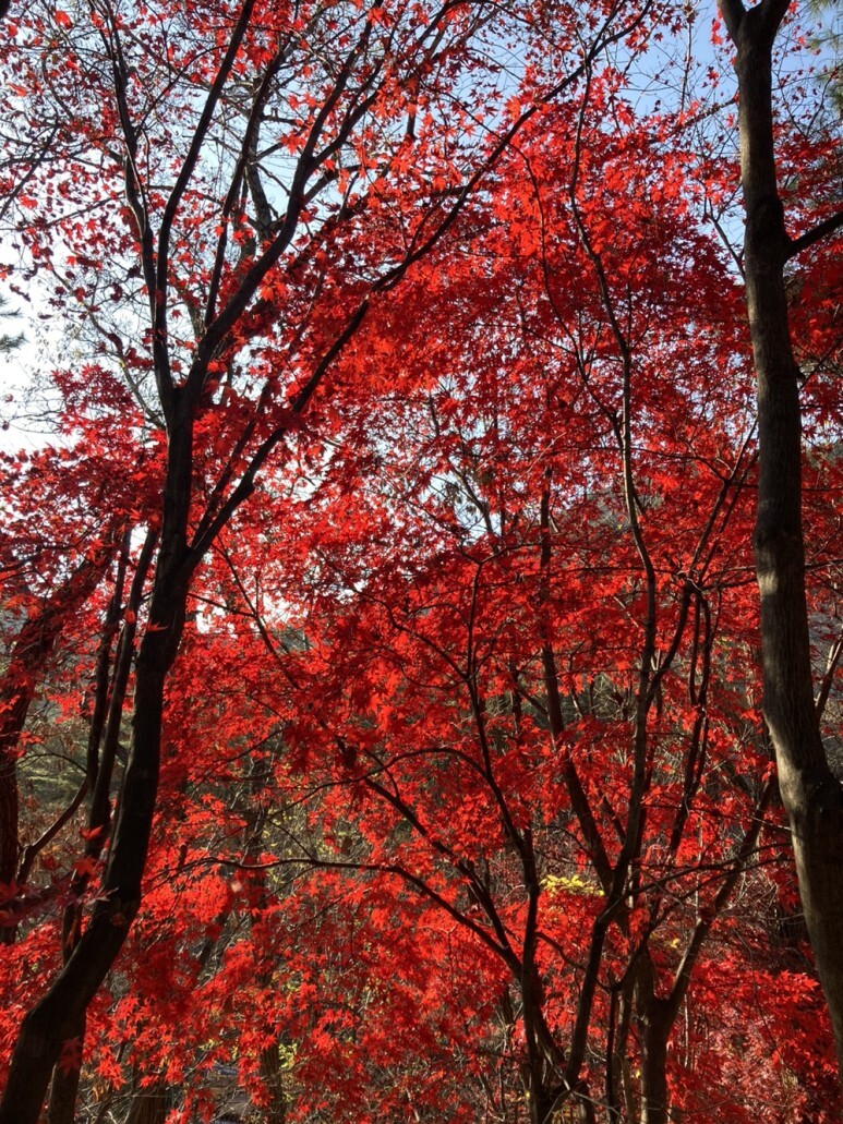 초보러너