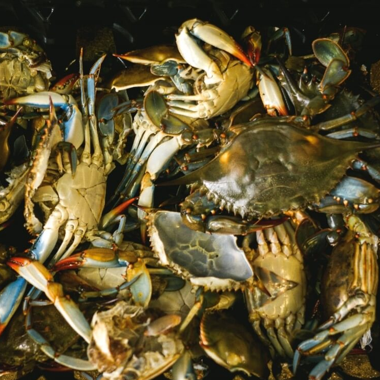 꽃게