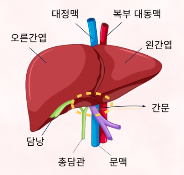 간 위치 간의 효능 기능 음양속성 간 건강 유지방법 - 코알라코알라