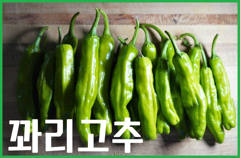 꽈리고추