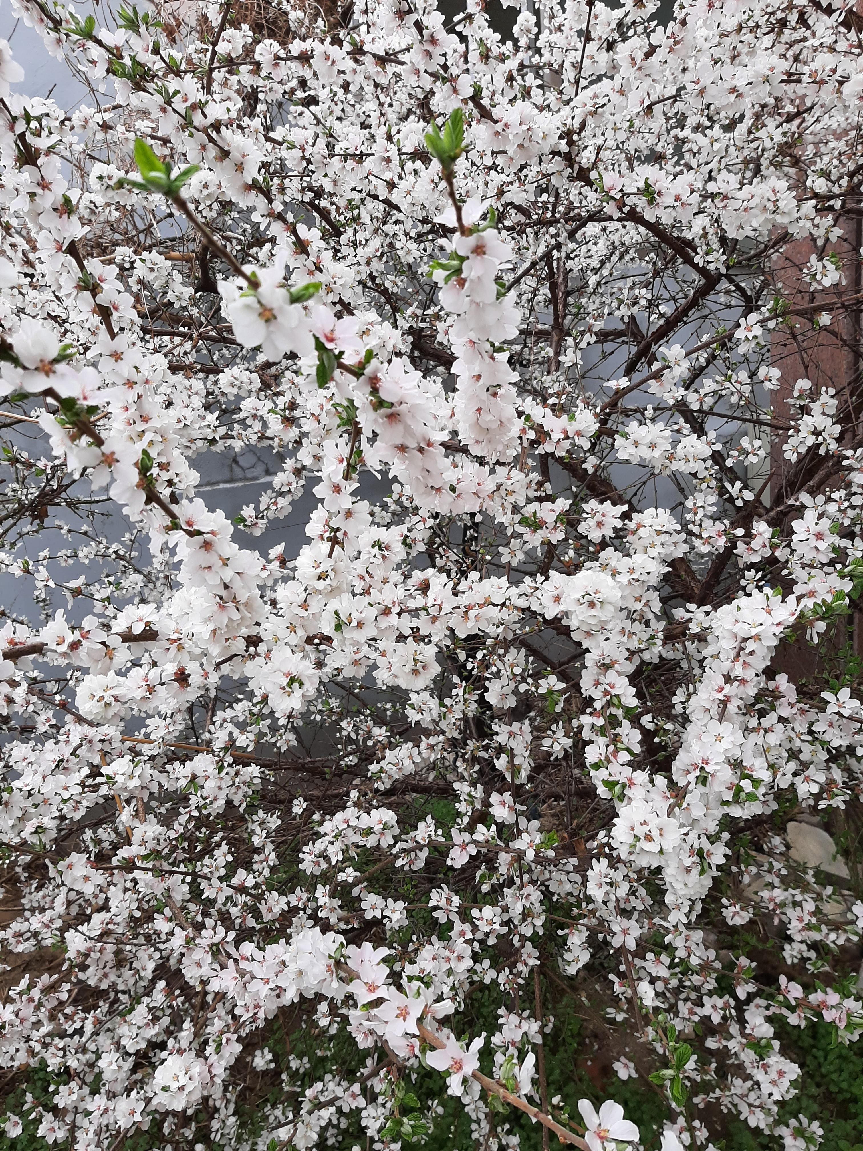 봄꽃 목련과 벚꽃이 한창입니다 / 꽃길만 걸으면 (03/23/22) 3