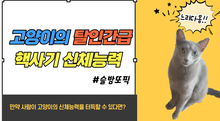  고양이의 탈인간급?! 핵사기 킹 신체능력? feat.고양이의 놀라운 신체 시크릿