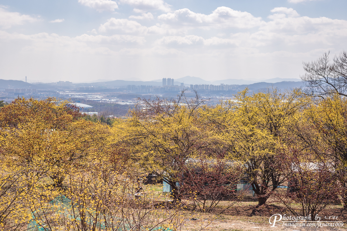  봄날 산수유마을에서..