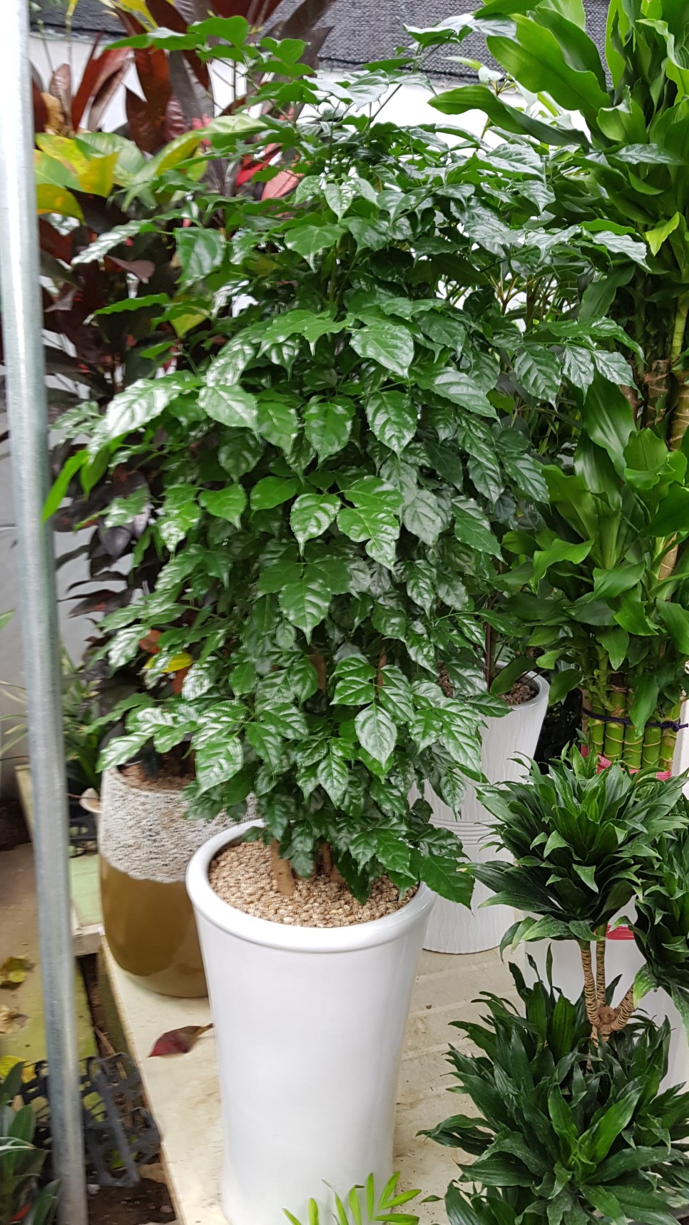 모델하우스 오픈식 3단 축하화환도 수제로 배달하는 당진채운동 꽃집 푸른화원입니다 당진꽃집 당진화분 동부센트레빌 르네블루 모델하우스 개관식에 대형화분 배달 6