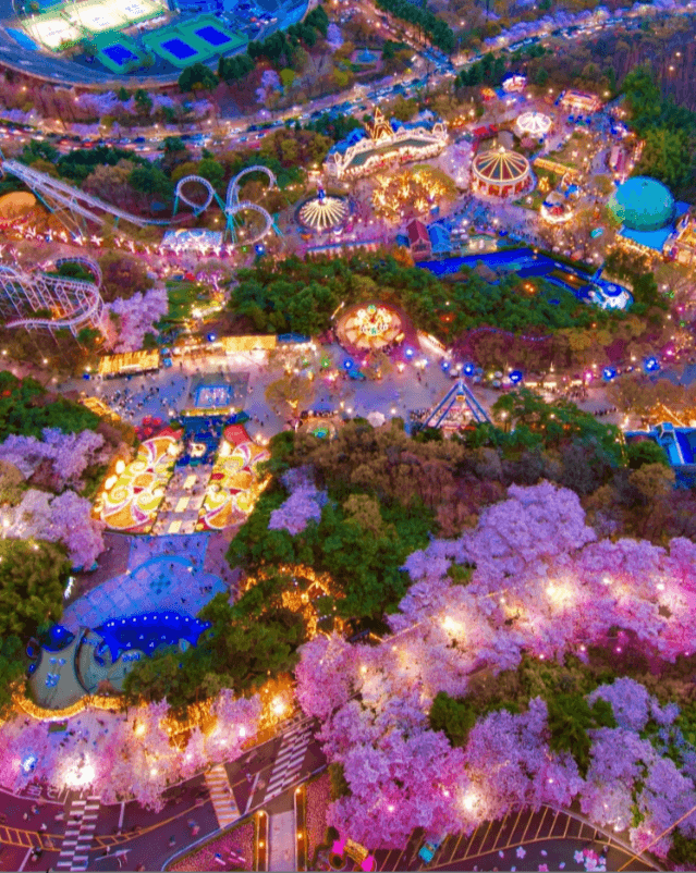 2024 벚꽃 축제 &amp; 개화시기 / 전국 벚꽃 명소