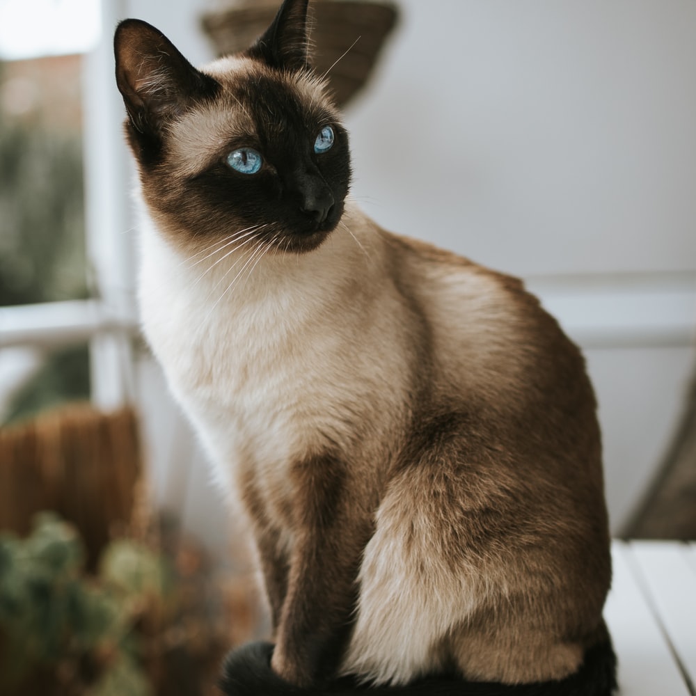 고양이 꿈해몽 태몽 34가지
