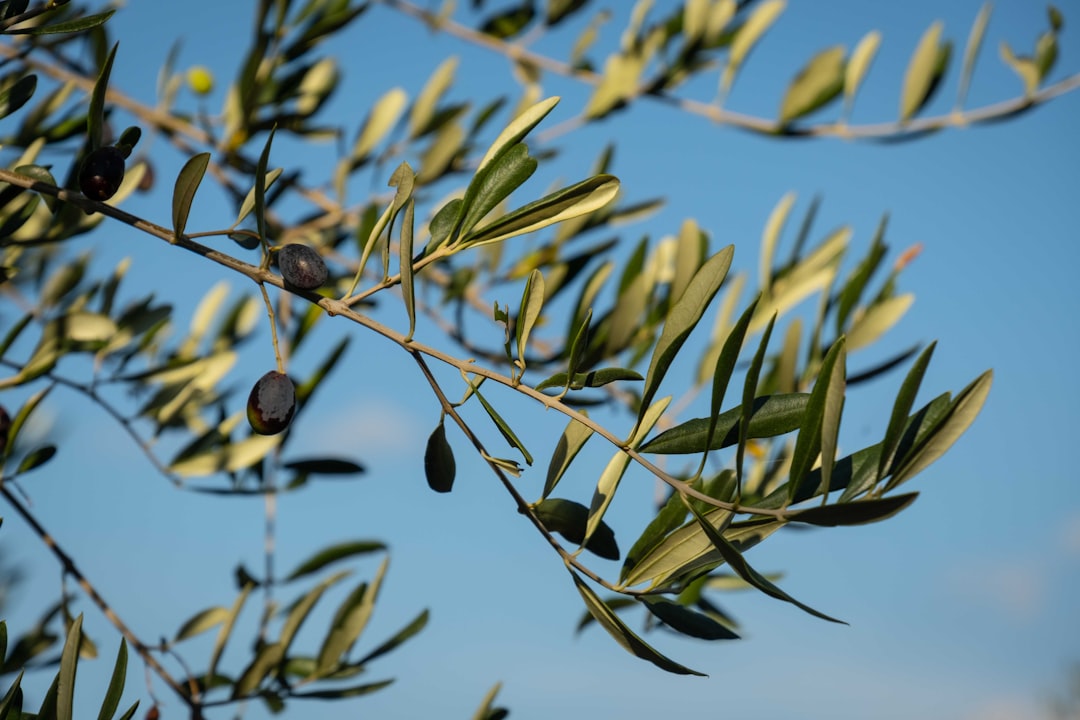 Olive benefits