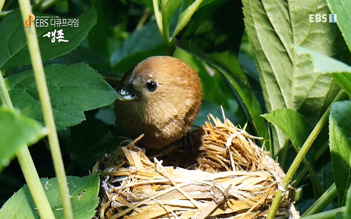 생존 3부_ EBS 다큐프라임_ 220629.avi_20220701_210750.495.jpg