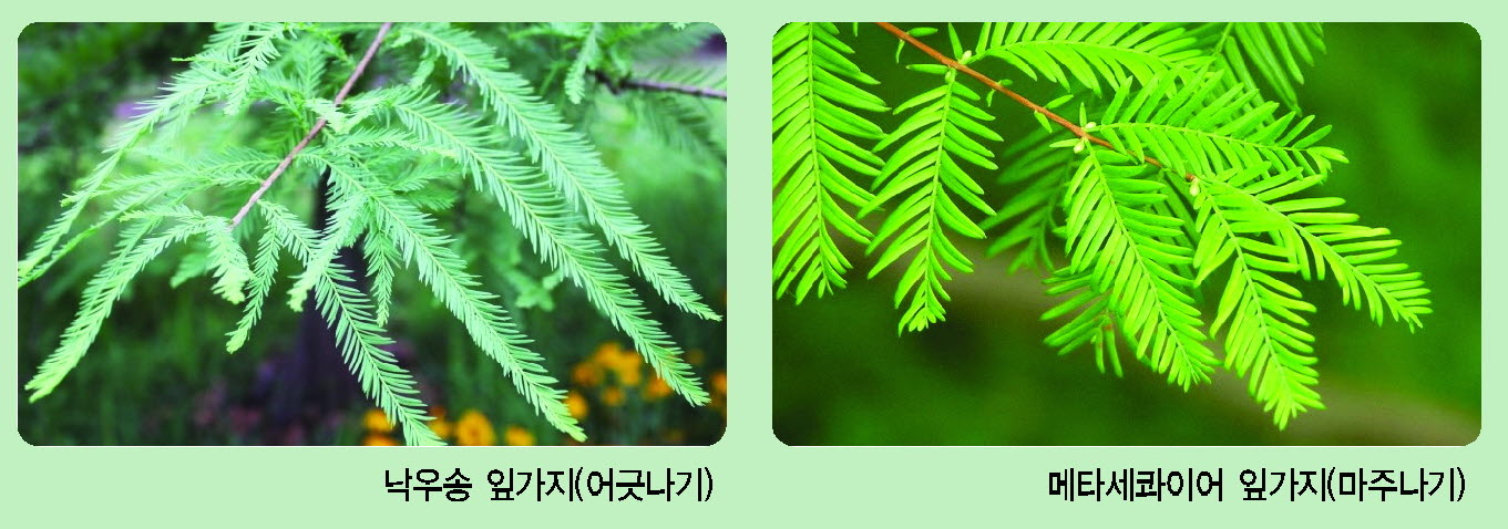 낙우송 이미지