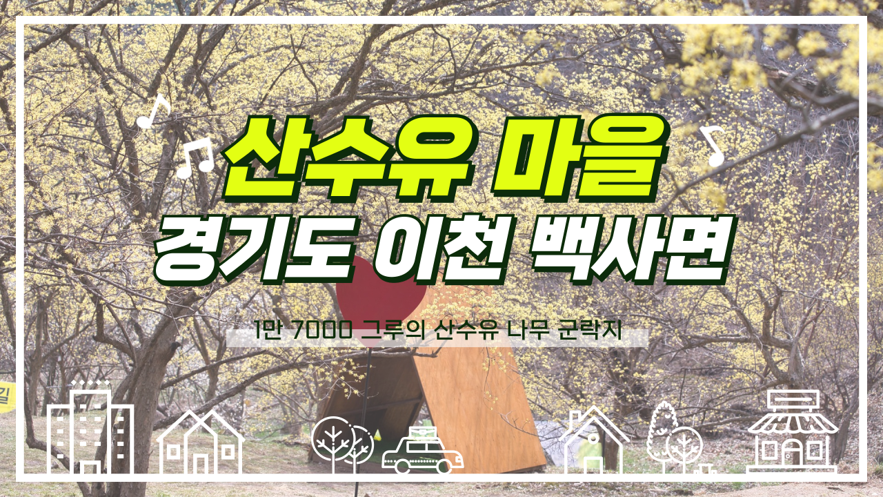  2024 봄 전령사 산수유 꽃 만발한 이천 산수유 마을