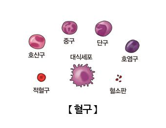  Monocyte 수치