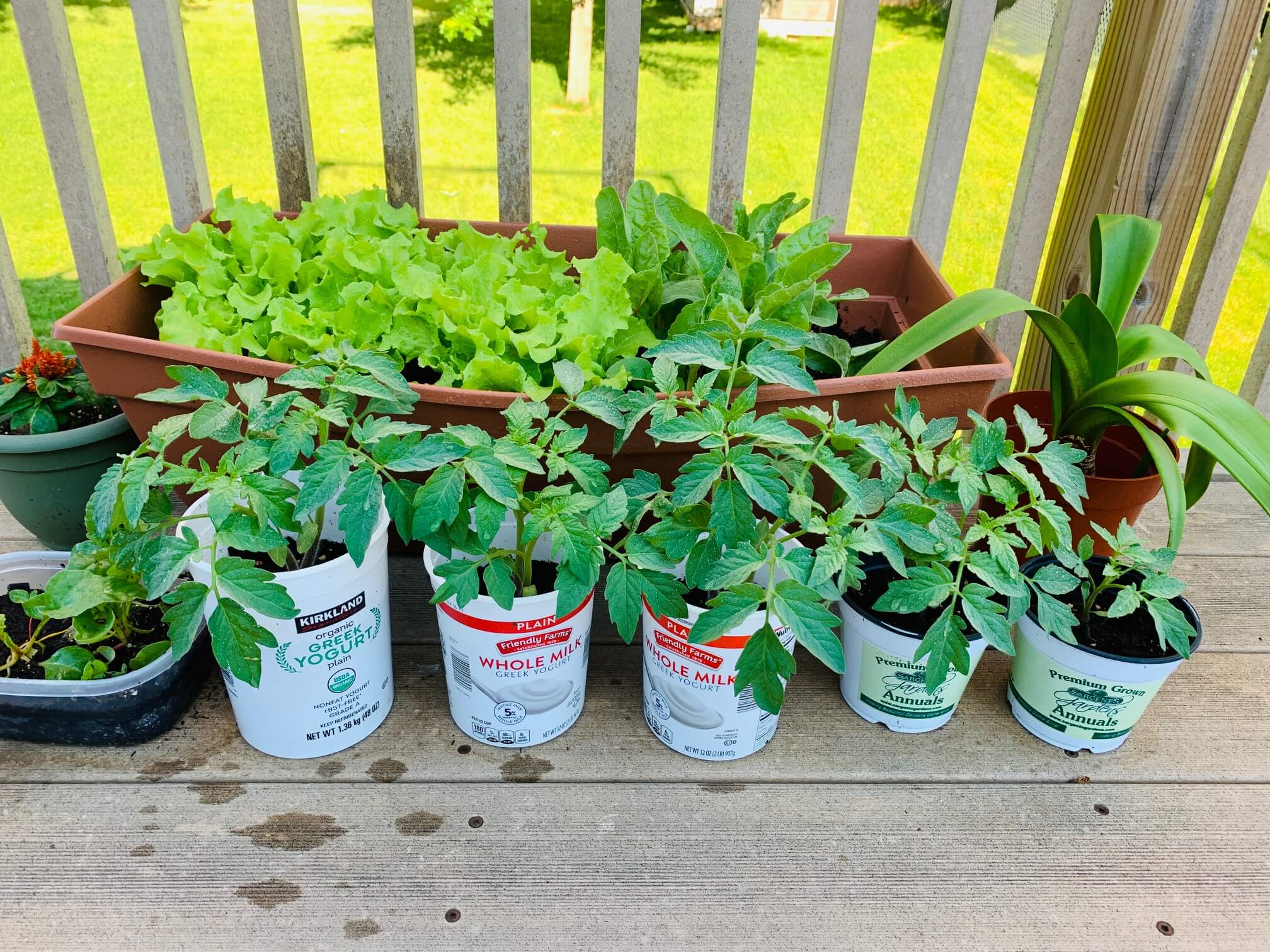 녹색-상추-토마토-근대-잎