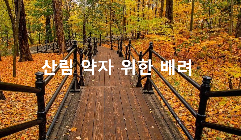 숲속의-데크-산림약자-위한-배려-썸네일