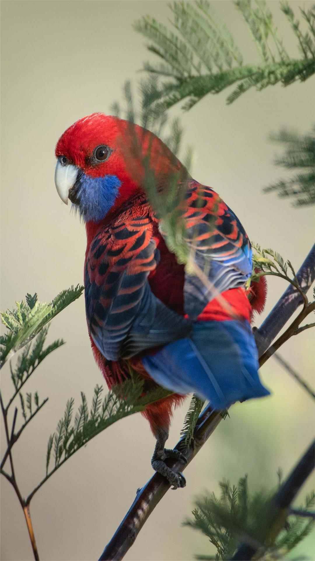 Parrot Animal Photo iPhone Wallpaper