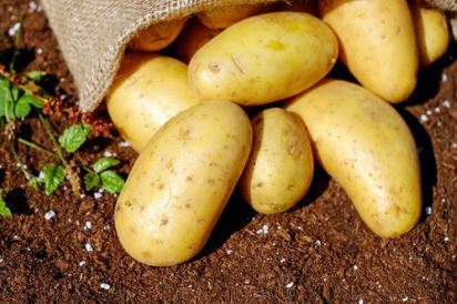 감자는 식물성 단백질 음식