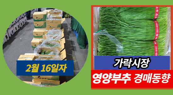  [경매사 일일보고] 2월 16일자 가락시장 영양부추 경매동향을 살펴보겠습니다!