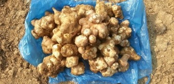 돼지감자 (따탕지)