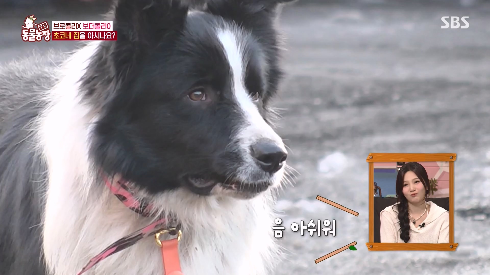 TV 동물농장.E1161.240303p-NEXT.mp4_20240303_172256.076.jpg