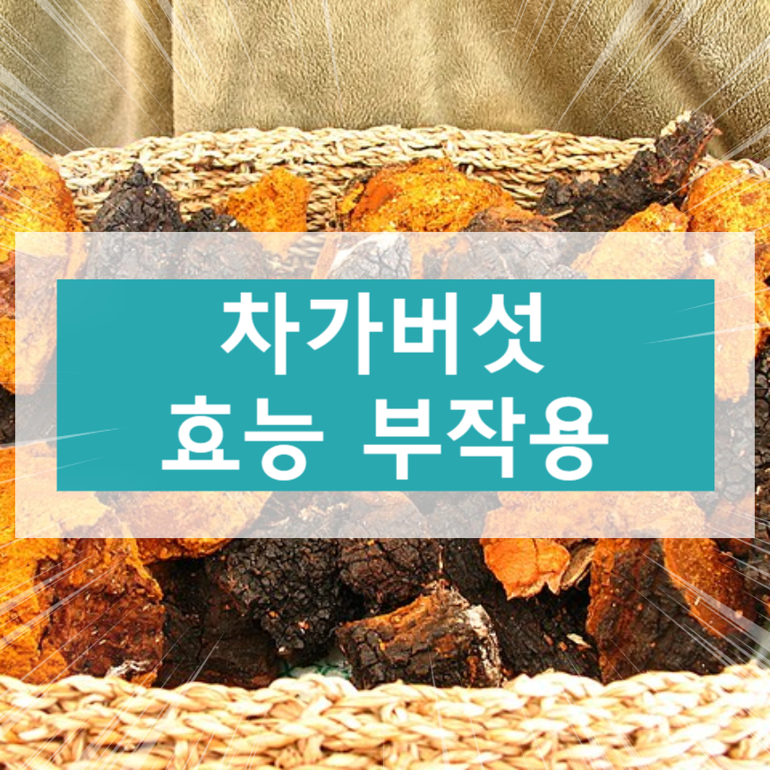 차가버섯 효능 부작용