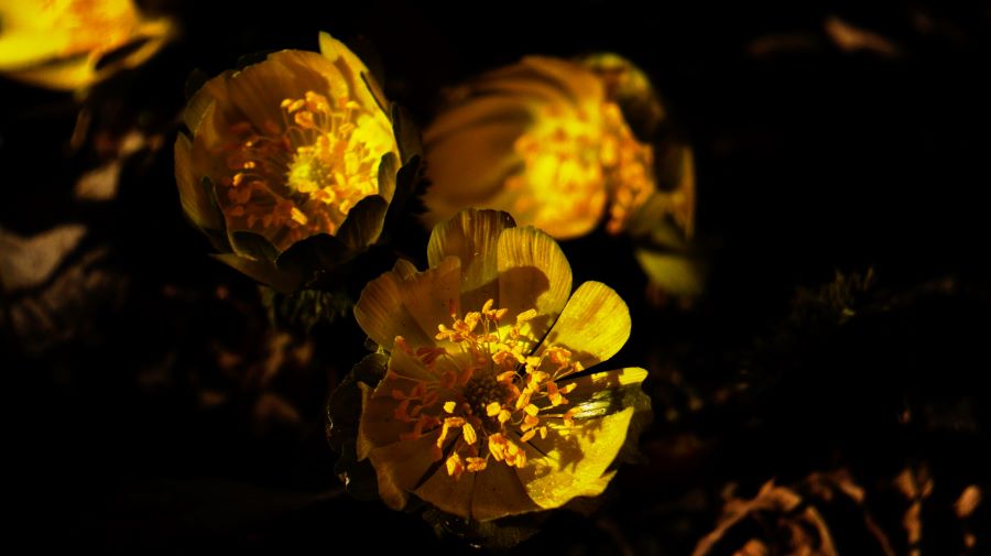 복수초 두 송이&#44; 근접사진&#44; 꽃술&#44; 햇빛 우측광&#44; 어두운 꽃밭