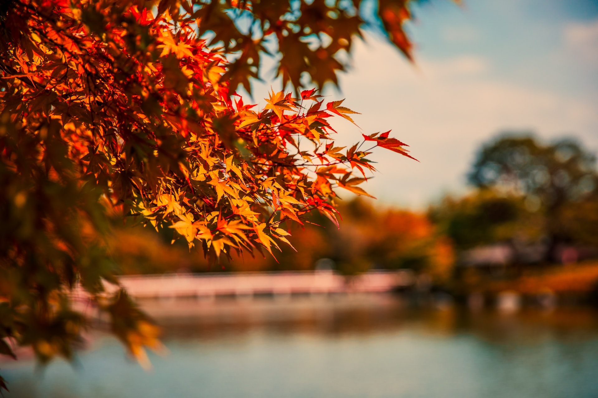 가을 단풍 사진