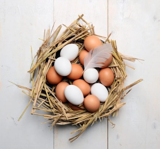  알(egg);새알,알형태,알의압력,알눈,노른자,어미새,부화,병아리,알의특징,알의구조,알의형태,알의크기.