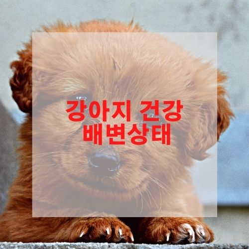  강아지 건강 배변상태로 알아보자