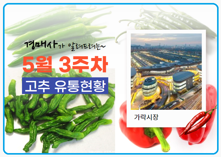  경매사 따거가 알려드리는 가락시장 고추 경매이야기(5월 3주차)