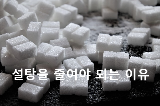 설탕-대체재-종류