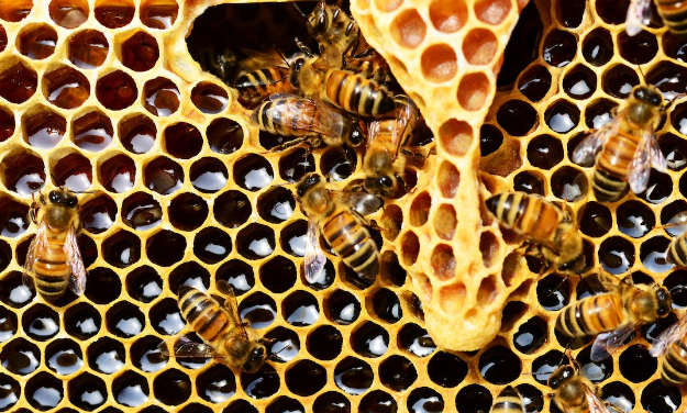 Unveiling the Rich Heritage and Science of Beekeeping