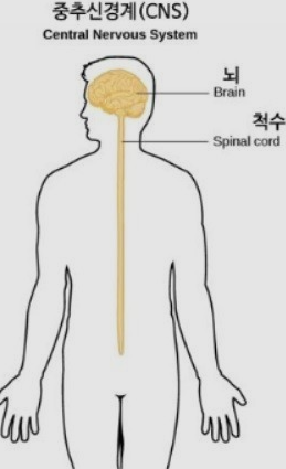  중추신경계 ~?