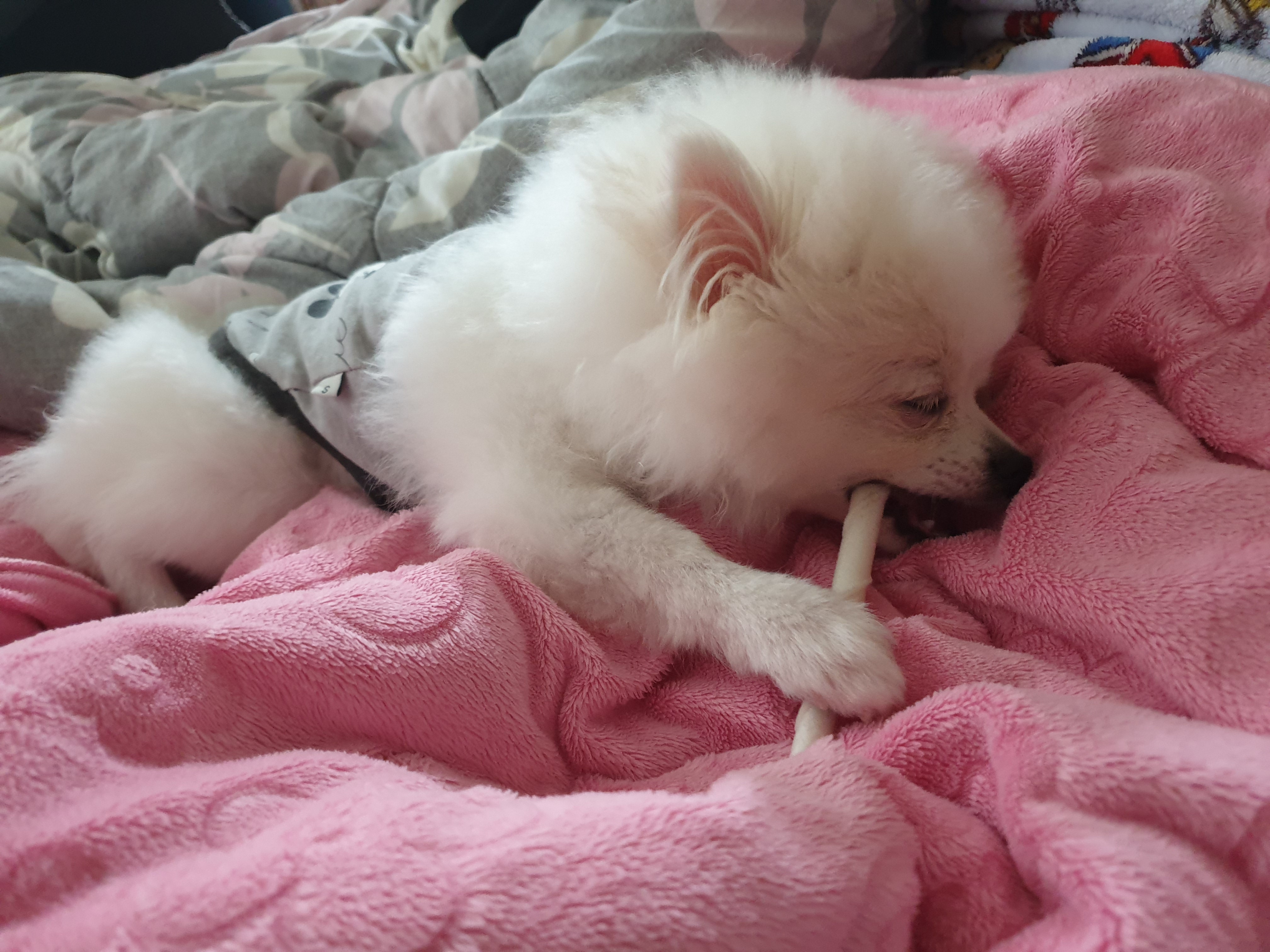 강아지 구강관리