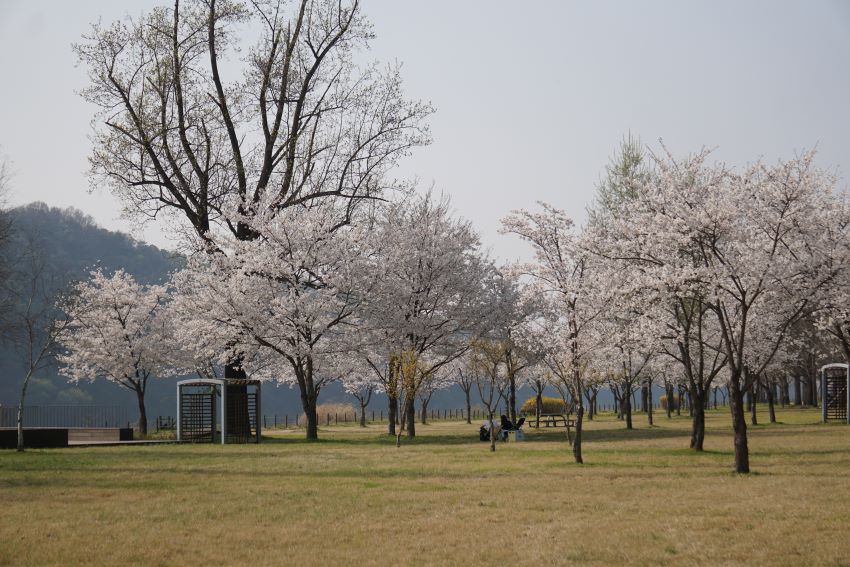 풀밭 위에 활짝 핀 벚꽃나무들&#44; 푸른 하늘&#44;
