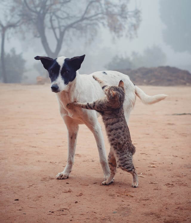 싸우는 꿈 공격하는 꿈 해몽 꿈 풀이