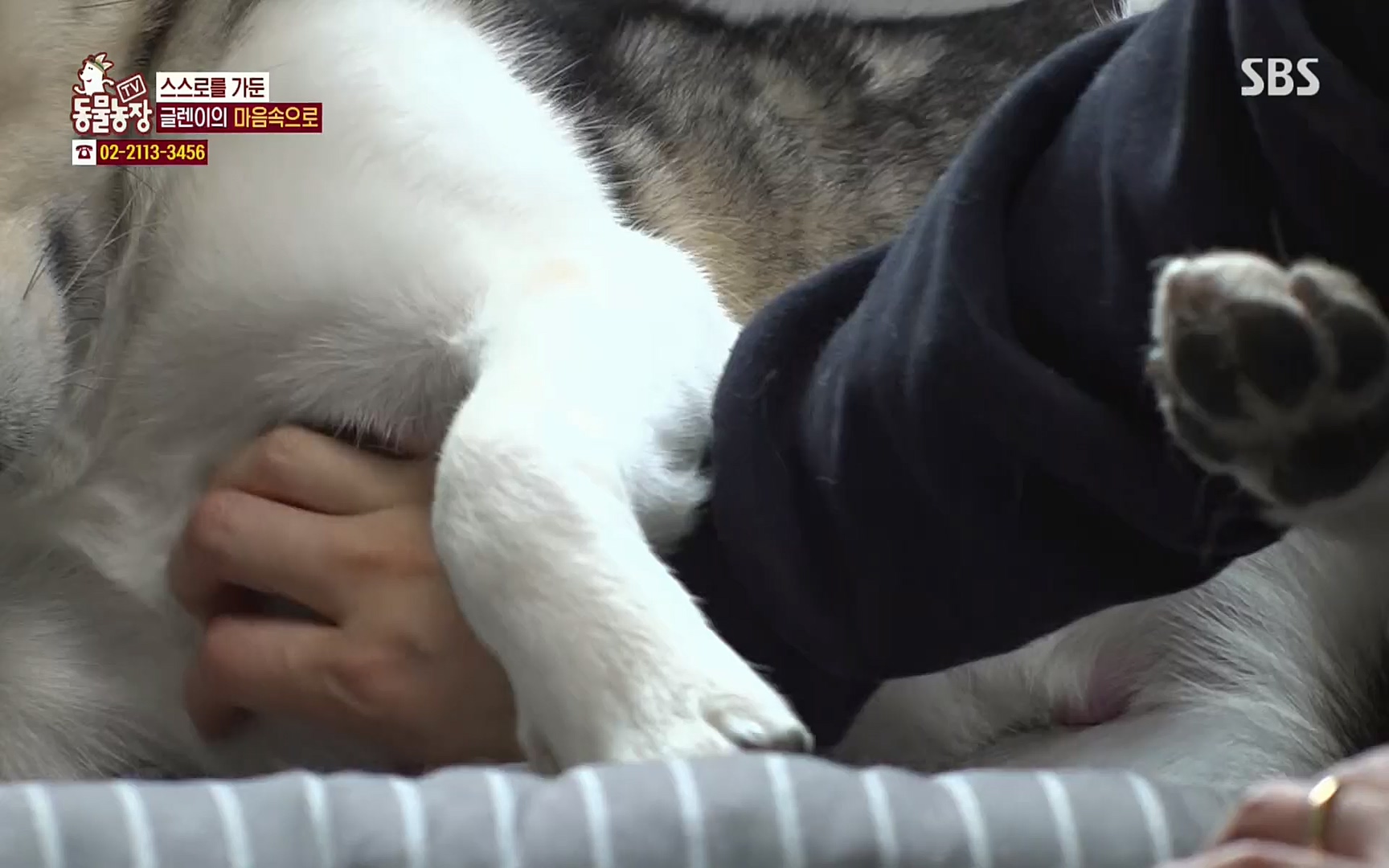 TV 동물농장.E1066.220424p.H264-F1RST.mp4_20220424_201021.541.jpg