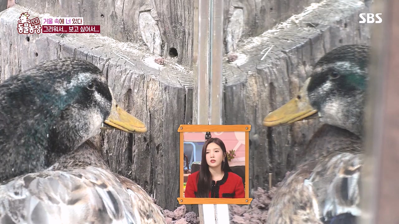 TV 동물농장.E1153.240108p-NEXT.mp4_20240107_173833.876.jpg