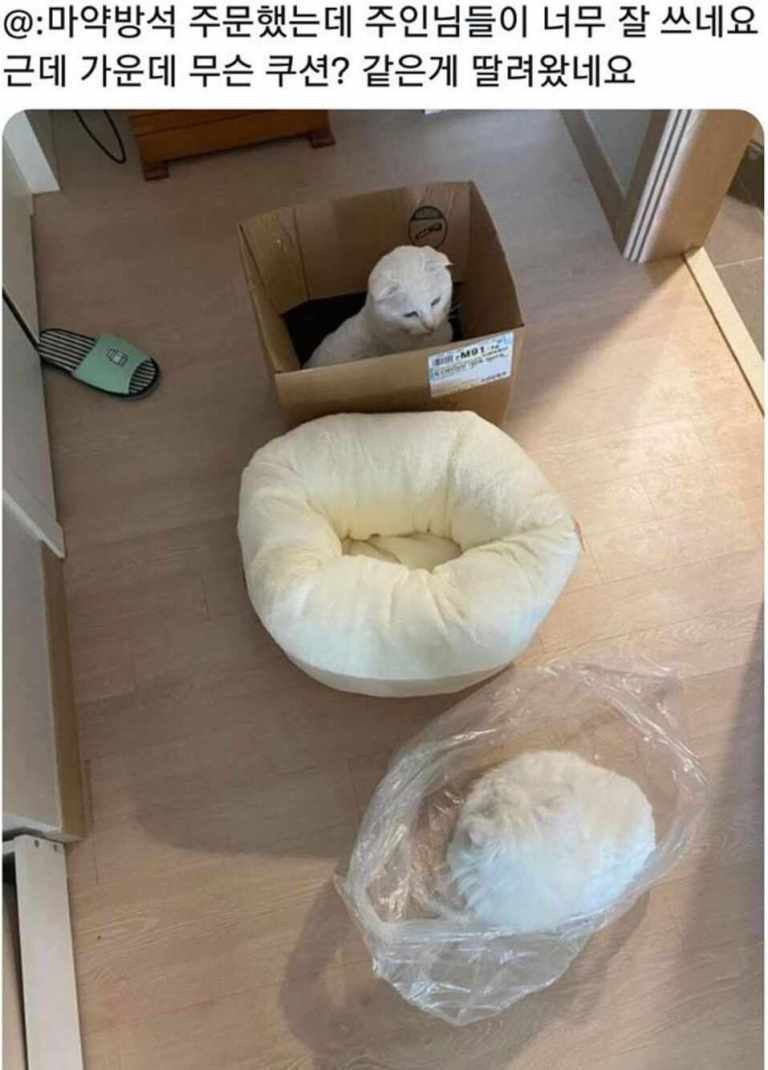 고양이 마약방석 후기.jpg | 인스티즈