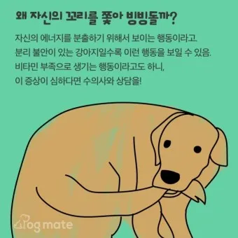 강아지 행동별 특징 의미 강아지 신호 해석 방법_11