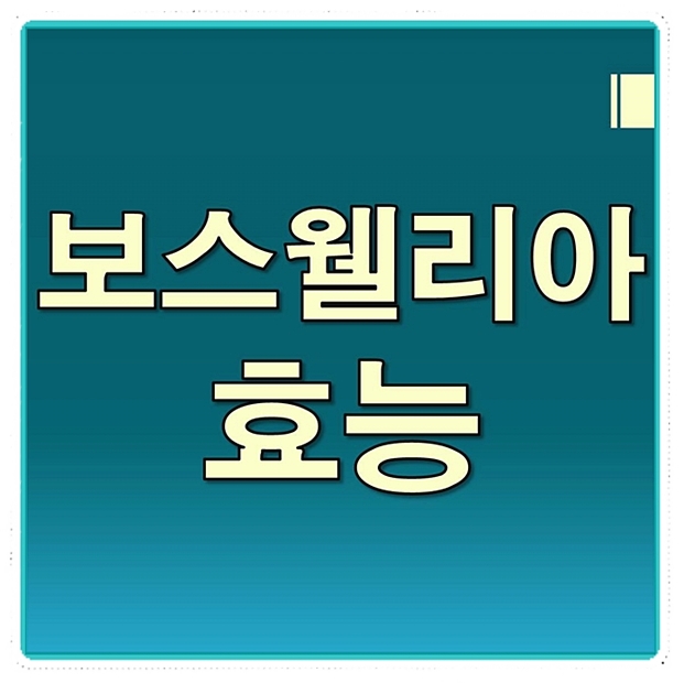 보스웰리아 효능 정리! 효과짱