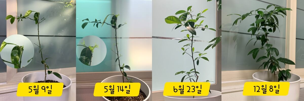 식물-성장-과정
