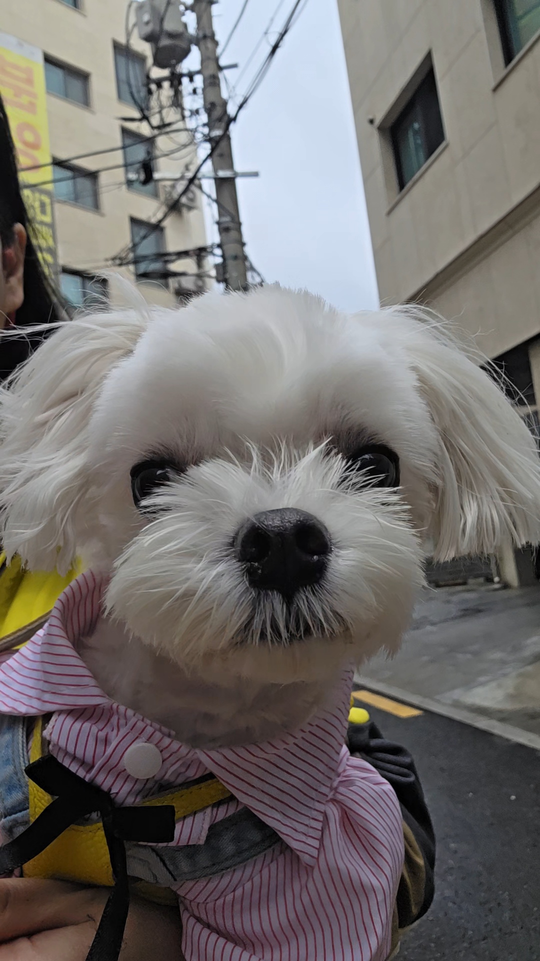 안겨서 귀가중