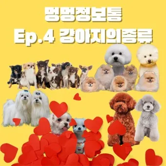 강아지 종류별 사진과 이름 작은 강아지 애완견 종류_15