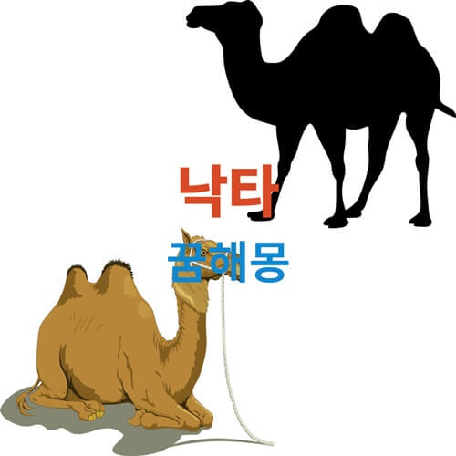 낙타-꿈-해몽